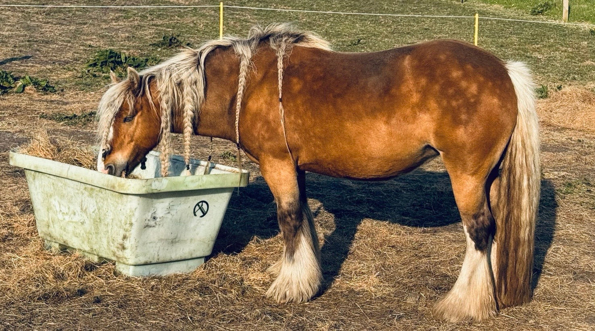     Horse eating hay on restricted grazing with little access to fresh grass