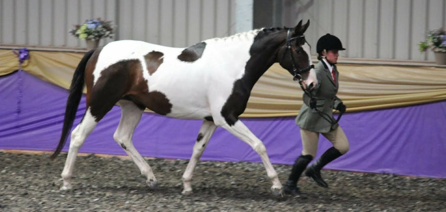 Horses look great on Pro Balance +