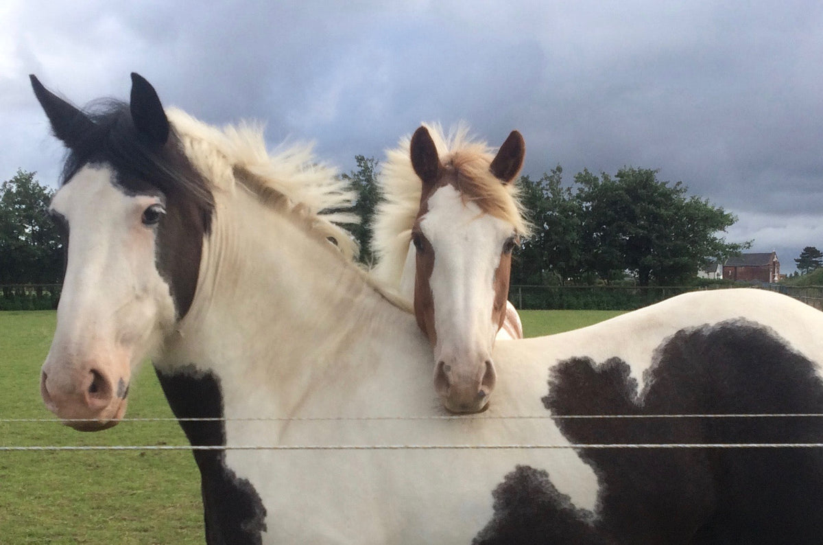 Annabel Goldie-Morrison recently started feeding Progressive Earth’s Pro Platinum Performance and is impressed.