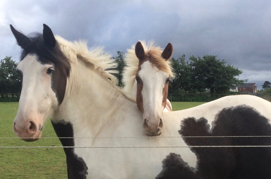 Annabel Goldie-Morrison recently started feeding Progressive Earth’s Pro Platinum Performance and is impressed.