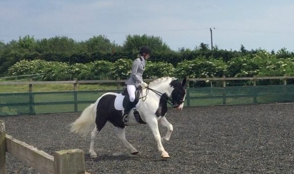 Cody wins his Elementary Dressage class.
