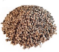 Agnus_Castus_Whole